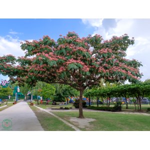 Albízia ružová (Albizia Julibrissin) - výška 120-150 cm, obvod kmeňa: 8/10 cm, kont. C18L